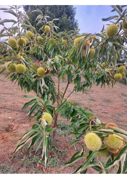Kestane Fidanı - Aşılı