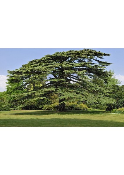 Kestane Fidanı - Aşılı fiyatları