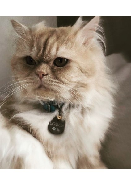 Kedi Şeklinde Bronz Köpek Isimliği / Künyesi