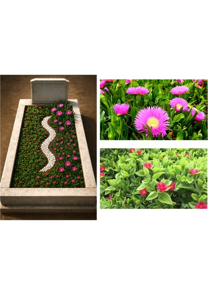 MEZAR - KABİR ÇİÇEKLİ BİTKİ SETİ - 90 ADET YER ÖRTÜCÜ BİTKİ + 20