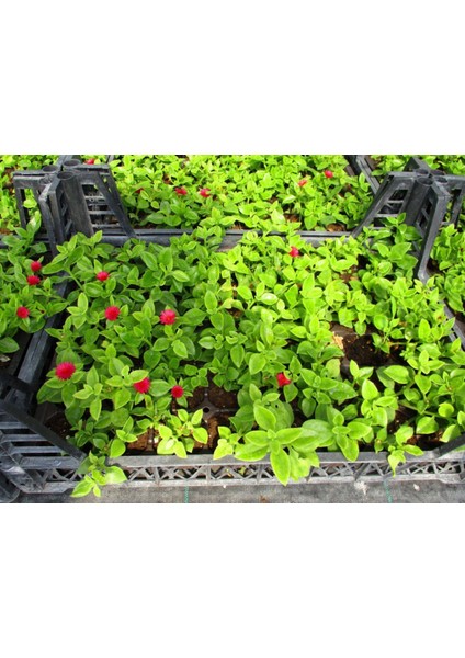 MEZAR - KABİR ÇİÇEKLİ BİTKİ SETİ - 90 ADET YER ÖRTÜCÜ BİTKİ + 20 modelleri