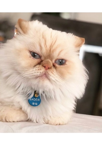 Kedi Şeklinde Mavi Köpek Isimliği / Künyesi