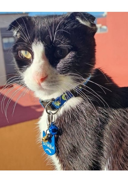 Kedi Şeklinde Mavi Köpek Isimliği / Künyesi modelleri