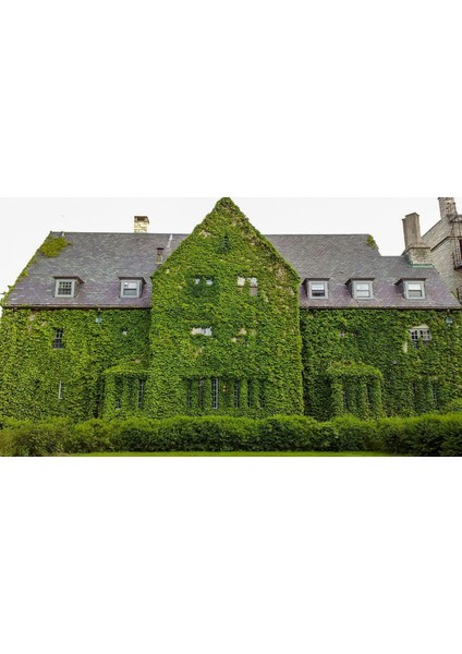 HEDERA SARMAŞIK - 1.5 + METRE SARILICI BİTKİ