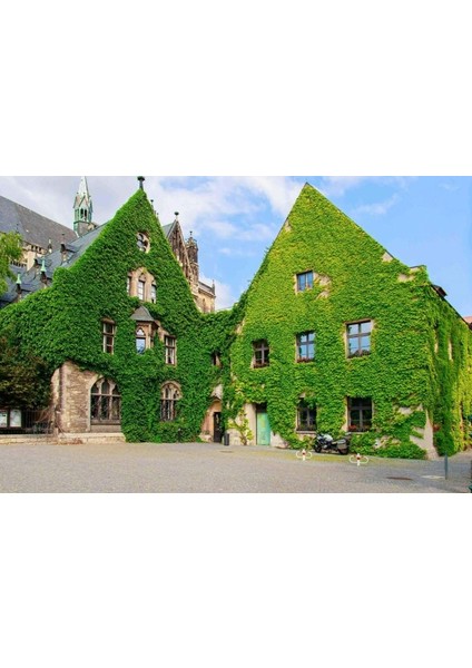 HEDERA SARMAŞIK - 1.5 + METRE SARILICI BİTKİ fiyatları