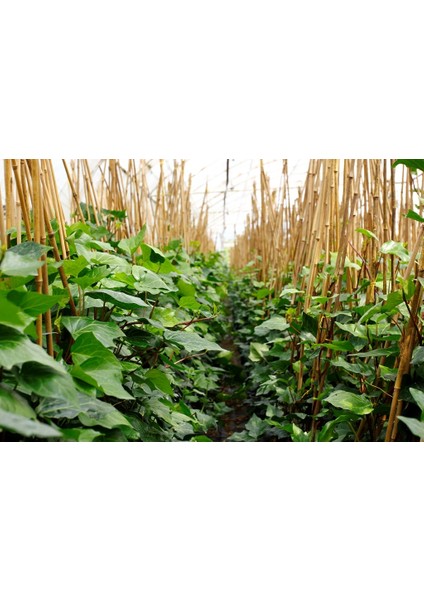 HEDERA SARMAŞIK - 1.5 + METRE SARILICI BİTKİ indirimleri