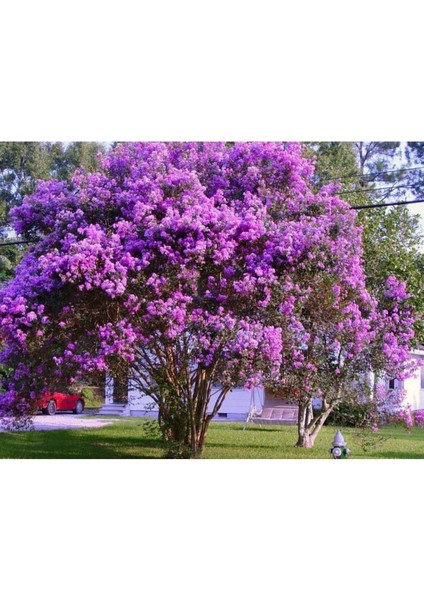 Mor Oya Ağacı Fidanı