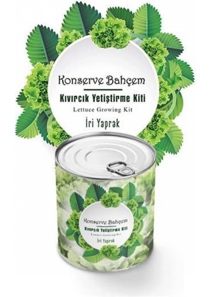 Konserve Bahçem Evde Konservede İri Yapraklı Kıvırcık Yetiştirme Kiti