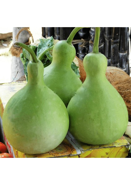 Su Kabağı & Et Kabağı Yerli Tohum