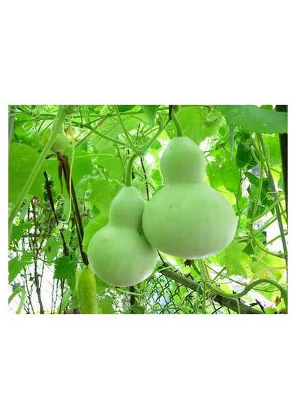 Su Kabağı & Et Kabağı Yerli Tohum