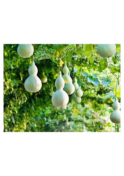 Su Kabağı & Et Kabağı Yerli Tohum