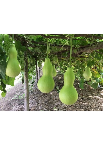 Su Kabağı & Et Kabağı Yerli Tohum