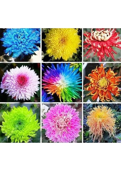 36 Adet Yıldız Dahlia Çiçeği Yumrusu ..24 Renk Karışık .yumru Boyu 10 cm Yeni Mahsul Çimlenme Garantili.