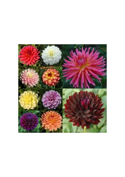 36 Adet Yıldız Dahlia Çiçeği Yumrusu ..24 Renk Karışık .yumru Boyu 10 cm Yeni Mahsul Çimlenme Garantili. fiyatları