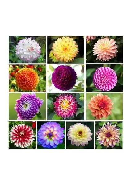 36 Adet Yıldız Dahlia Çiçeği Yumrusu ..24 Renk Karışık .yumru Boyu 10 cm Yeni Mahsul Çimlenme Garantili. fırsatları