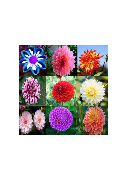 36 Adet Yıldız Dahlia Çiçeği Yumrusu ..24 Renk Karışık .yumru Boyu 10 cm Yeni Mahsul Çimlenme Garantili.