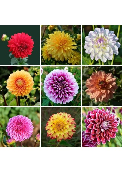 36 Adet Yıldız Dahlia Çiçeği Yumrusu ..24 Renk Karışık .yumru Boyu 10 cm Yeni Mahsul Çimlenme Garantili. modelleri