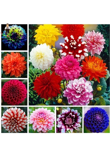 36 Adet Yıldız Dahlia Çiçeği Yumrusu ..24 Renk Karışık .yumru Boyu 10 cm Yeni Mahsul Çimlenme Garantili. fırsatları