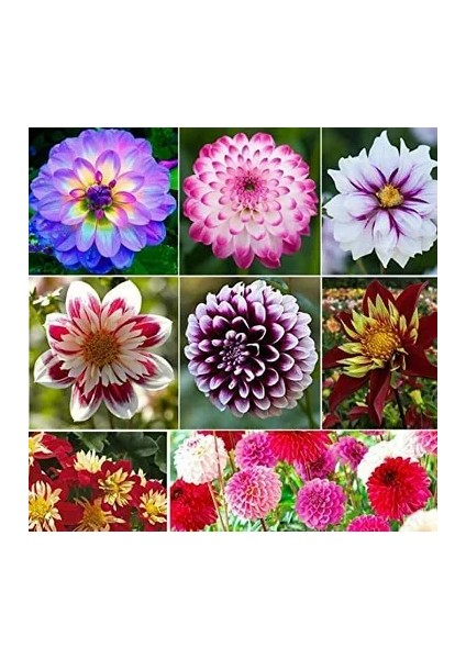 36 Adet Yıldız Dahlia Çiçeği Yumrusu ..24 Renk Karışık .yumru Boyu 10 cm Yeni Mahsul Çimlenme Garantili. fiyatları