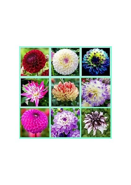 36 Adet Yıldız Dahlia Çiçeği Yumrusu ..24 Renk Karışık .yumru Boyu 10 cm Yeni Mahsul Çimlenme Garantili.