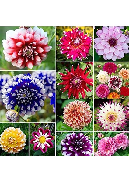 36 Adet Yıldız Dahlia Çiçeği Yumrusu ..24 Renk Karışık .yumru Boyu 10 cm Yeni Mahsul Çimlenme Garantili. modelleri