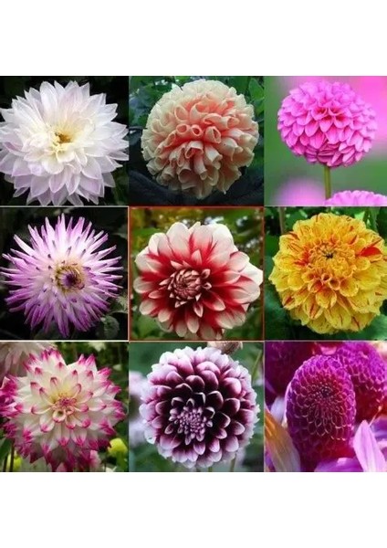 36 Adet Yıldız Dahlia Çiçeği Yumrusu ..24 Renk Karışık .yumru Boyu 10 cm Yeni Mahsul Çimlenme Garantili.