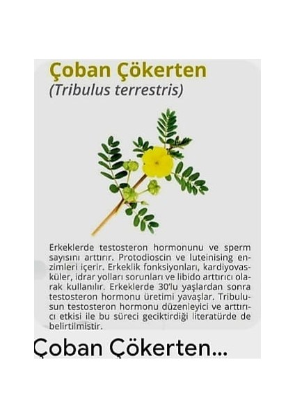 Natur'el Çoban Çökerten Suyu modelleri