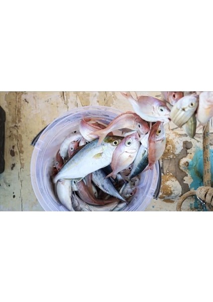 Misina Ipi 300 Metre fiyatları