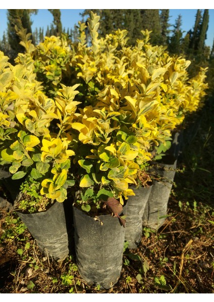 Altuni Taflan fiyatları