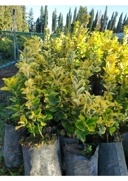 Altuni Taflan modelleri