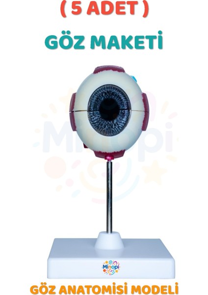 ( 5 Adet ) Göz Anatomisi Modeli Insan Gözü Modeli Göz Yapısı Maketi Eğitici