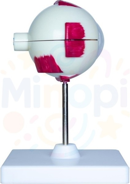 ( 5 Adet ) Göz Anatomisi Modeli Insan Gözü Modeli Göz Yapısı Maketi Eğitici modelleri