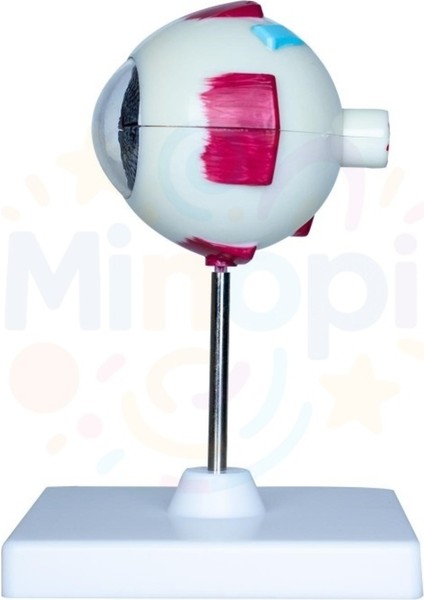 ( 5 Adet ) Göz Anatomisi Modeli Insan Gözü Modeli Göz Yapısı Maketi Eğitici fırsatları