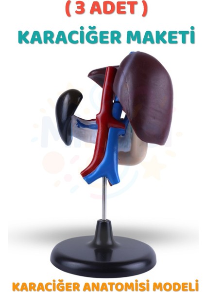 ( 3 Adet ) Karaciğer Anatomisi Modeli Karaciğer Maketi Insan Karaciğer Yapısı Eğitici
