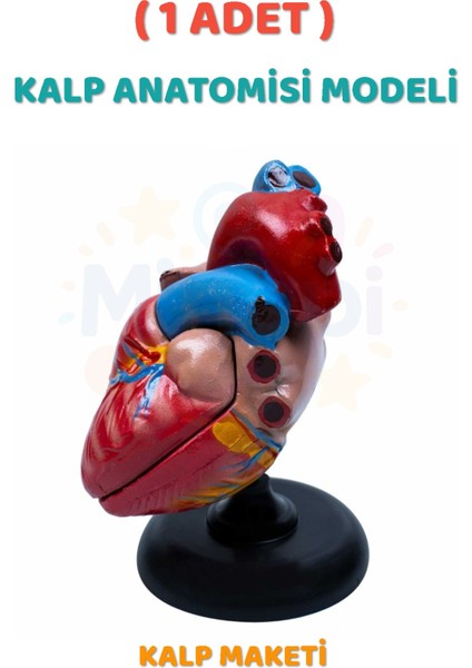 ( 1 Adet ) Kalp Anatomisi Modeli Kalp Maketi Insan Kalbi Maketi Eğitici