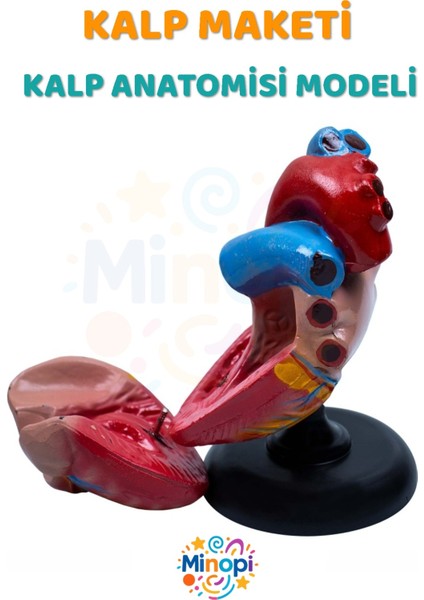 ( 1 Adet ) Kalp Anatomisi Modeli Kalp Maketi Insan Kalbi Maketi Eğitici fiyatları