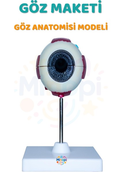 ( 1 Adet ) Göz Anatomisi Modeli Insan Gözü Modeli Göz Yapısı Maketi Eğitici