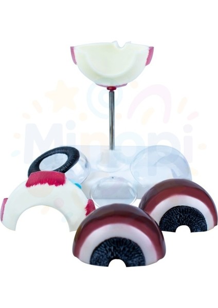 ( 1 Adet ) Göz Anatomisi Modeli Insan Gözü Modeli Göz Yapısı Maketi Eğitici fiyatları