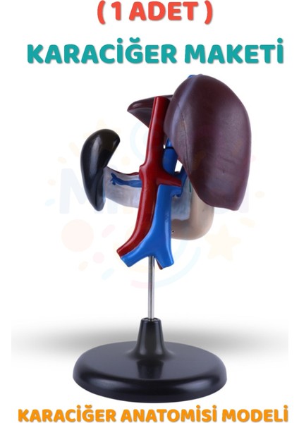 ( 1 Adet ) Karaciğer Anatomisi Modeli Karaciğer Maketi Insan Karaciğer Yapısı Eğitici