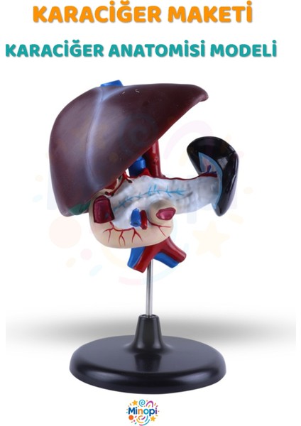 ( 1 Adet ) Karaciğer Anatomisi Modeli Karaciğer Maketi Insan Karaciğer Yapısı Eğitici fiyatları