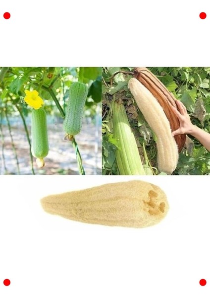 Çift Taraflı Doğal Kabak Lifi | Banyo ve Bulaşık Lifi fırsatları