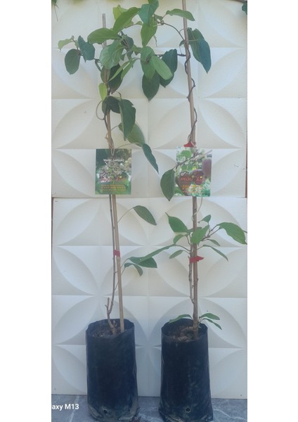 Kırmızı Mini Kiviberry 2 Fidan modelleri