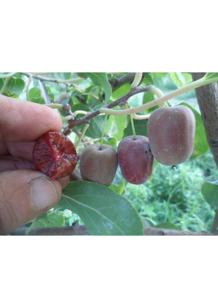 Kırmızı Mini Kiviberry 2 Fidan fırsatları