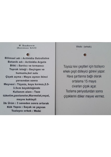 Kırmızı Mini Kiviberry 2 Fidan indirimleri