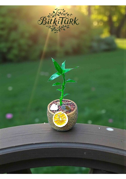 Beton Saksıda Şans Bambu Portakal Dilimi, Lav ve Dolomit Taşları Dekorlu Hediye Paketi modelleri