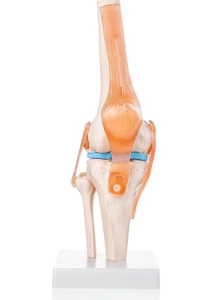Diz Eklemi Modeli - Diz Eklemi Maketi