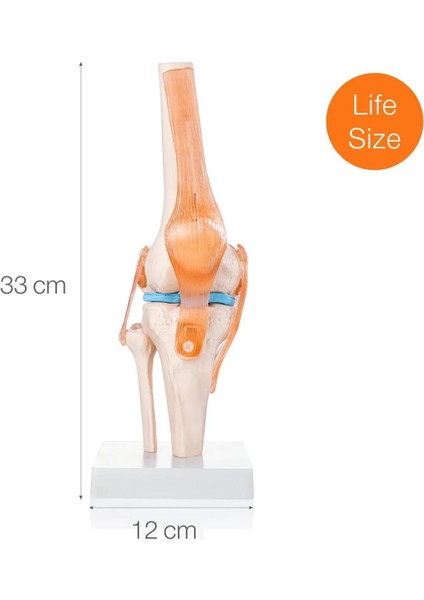 Diz Eklemi Modeli - Diz Eklemi Maketi fırsatları