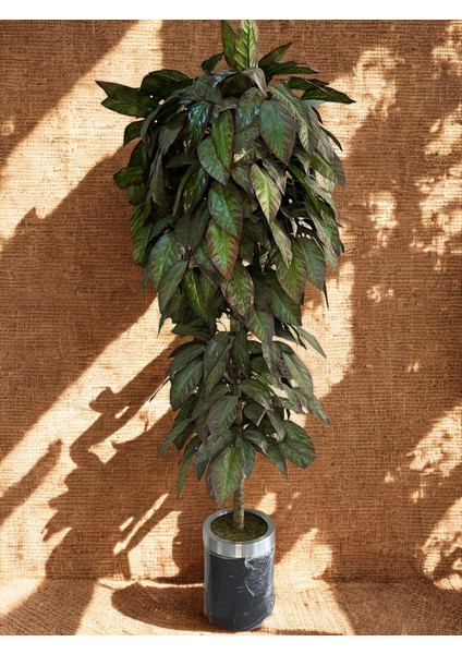 Kızıl Damarlı Kavak