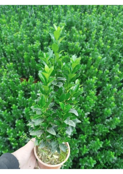 MEZAR - KABİR BİTKİ SETİ - 10 ADET YEŞİL SÜTUN TAFLAN GREENSPİRE modelleri