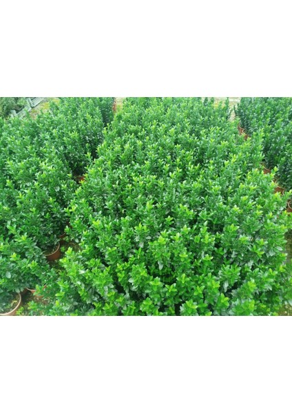 MEZAR - KABİR BİTKİ SETİ - 20 ADET YEŞİL SÜTUN TAFLAN GREENSPİRE fırsatları